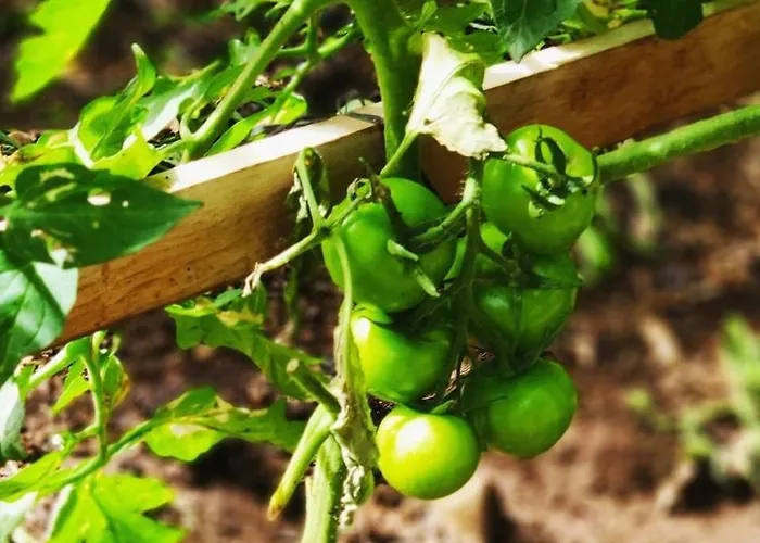 בית נופש El Trazo