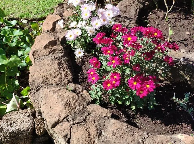 El Trazo טקורונטה