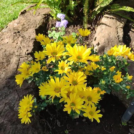 Tatil Evi Finca El Trazo