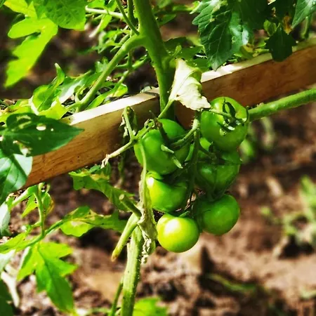 Tatil Evi Finca El Trazo