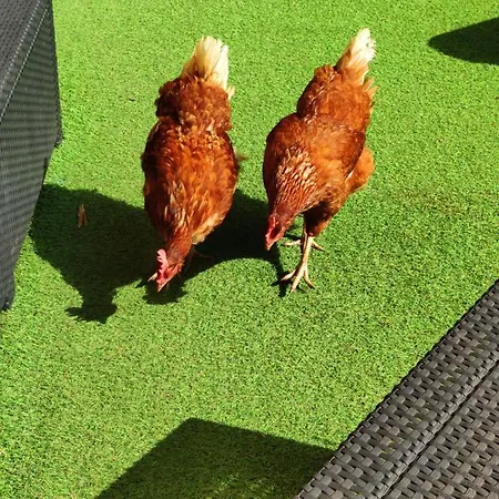 Finca El Trazo Tacoronte