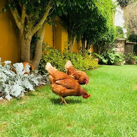 Finca El Trazo Tacoronte