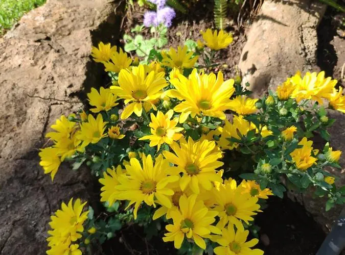 Semesterbostad El Trazo